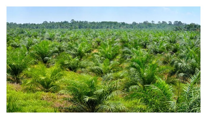 Read more about the article 碳信用额：马来西亚棕榈油行业的战略增长机遇