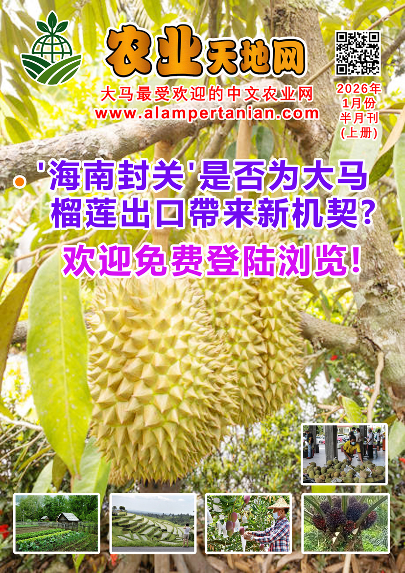 You are currently viewing 2026年1月份半月刊（上册）