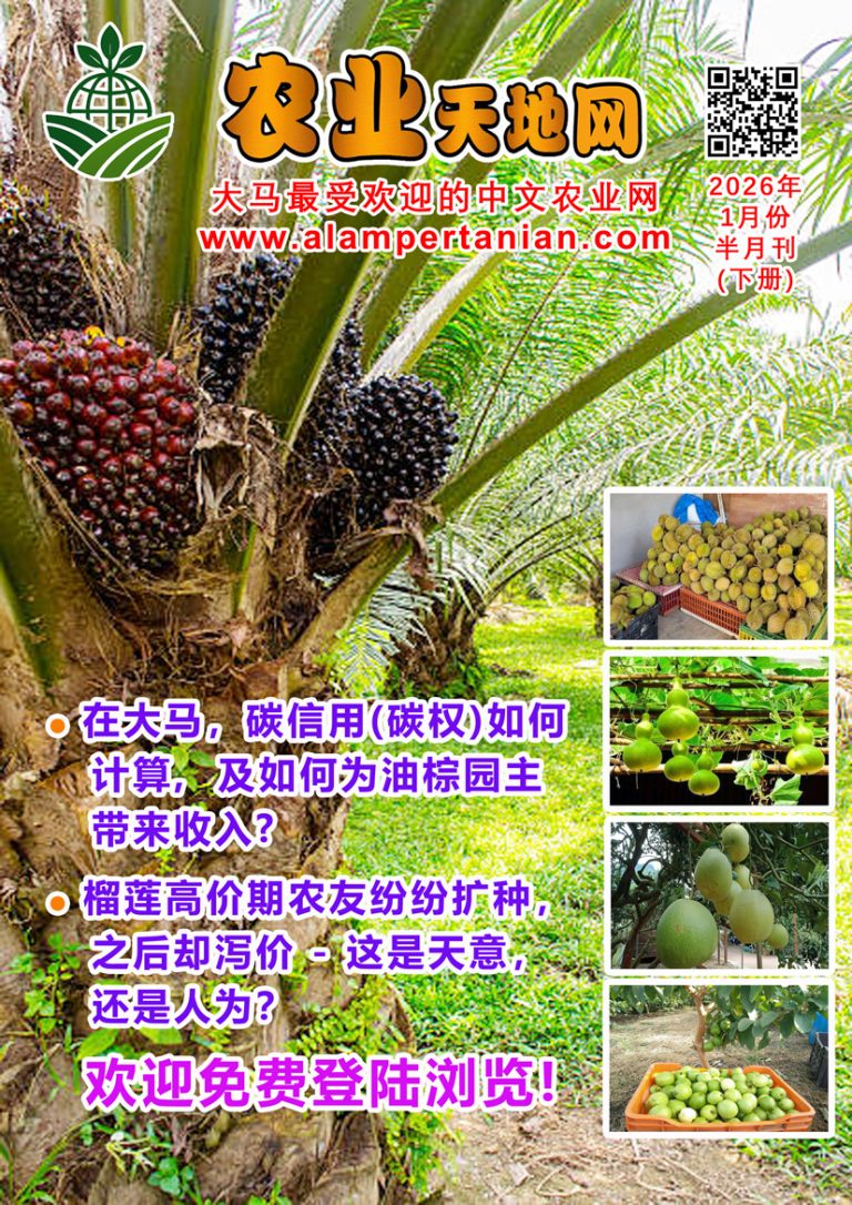 2026年1月份半月刊（下册）