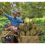 (独家报导) 采割榴莲 VS 树上熟：马来西亚榴莲出口，是否该向泰国与越南借镜？