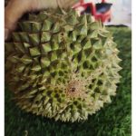 (独家评论) 坤玉王：重提的意义