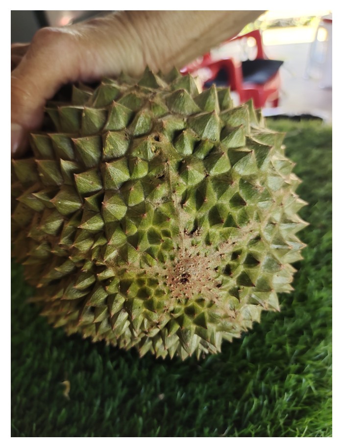 You are currently viewing (独家评论) 坤玉王：重提的意义