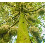 为何越老榴莲树，其果实风味就越佳?