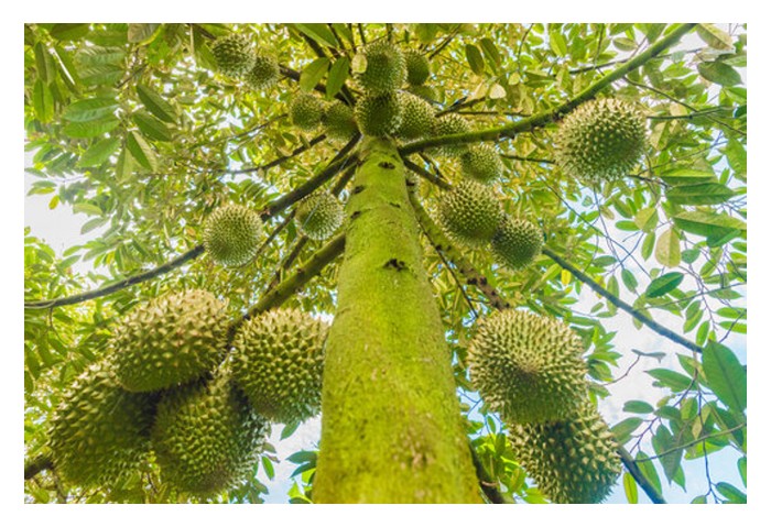 You are currently viewing 为何越老榴莲树，其果实风味就越佳?