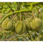 榴莲产业的真正门槛：不是技术，而是熬得住