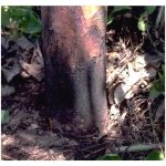 榴莲黑头病，防治有良方