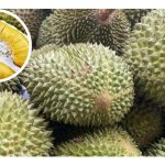 当榴莲进入’标准化時代’， 小农还剩下什么优势?