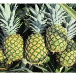 MD2 黄梨在马来西亚及国际的现状与前景