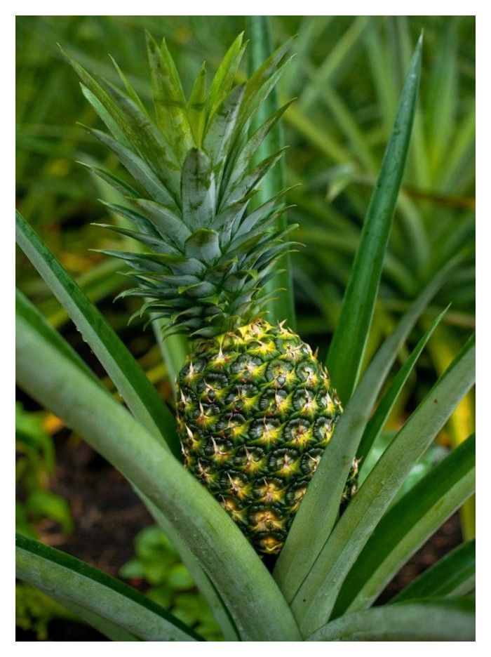 Read more about the article 大马MD2黄梨种植技术