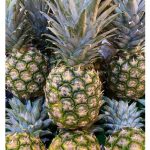 以出口为导向的大马 MD2 黄梨种植应注重哪些层面以符合规格赚取外汇?