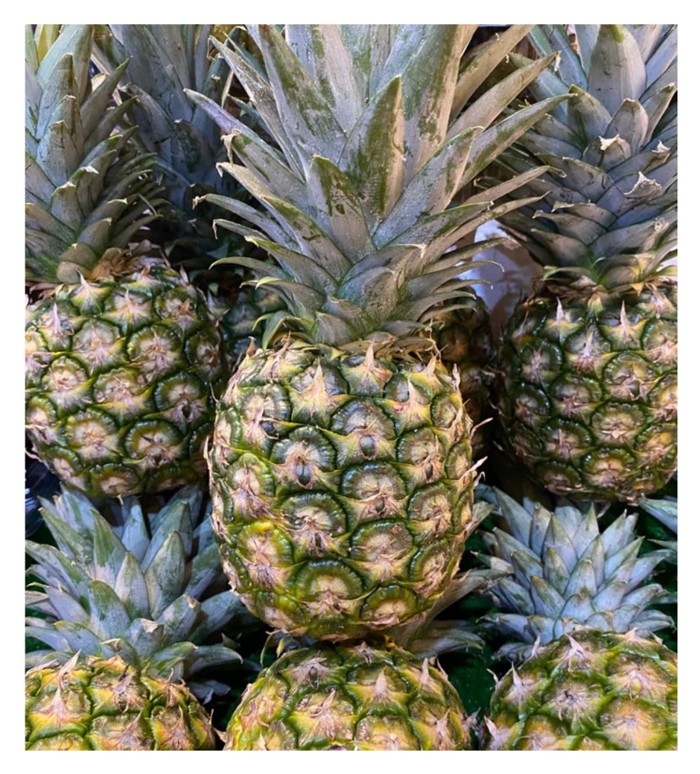 Read more about the article 以出口为导向的大马 MD2 黄梨种植应注重哪些层面以符合规格赚取外汇?