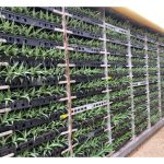 MD2 黄梨若以吸芽下种可能带病害，而组培苗则较安全，亦能避免吸芽多代种植后产量下跌局面