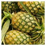 如何精准控水及养分管理以达到MD2果型美观(圆柱型)、甜度高及肉质佳的水平?