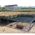 百万收入目标 ：以组培苗种植两公顷MD2黃梨开始，每棵平均生产两个吸芽，要达成百万令吉收入一共需要多少年及多大面积?