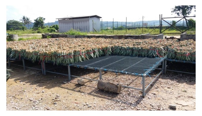 Read more about the article 百万收入目标 ：以组培苗种植两公顷MD2黃梨开始，每棵平均生产两个吸芽，要达成百万令吉收入一共需要多少年及多大面积?