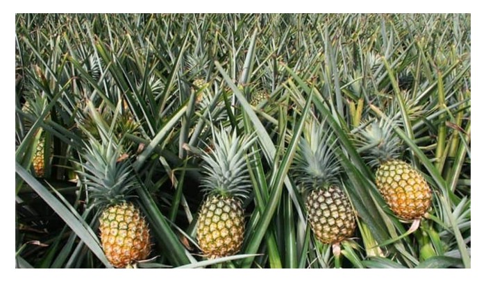 Read more about the article 马来西亚黄梨工业局(Lembaga Perindustrian Nanas Malaysia, LPNM)为有意投入MD2黄梨种植的人士提供哪些财务及技术等援助?