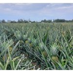 MD2黄梨若要高产应如何施放复合肥?