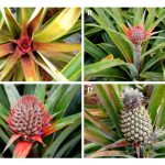 吸芽来源不纯、施肥不当以及催花激素用量不当导致MD2黄梨果实发育不呈圆柱型，从而不符合高端出口规格